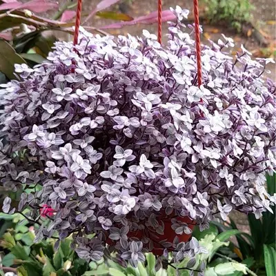Callisia Repens Variegata