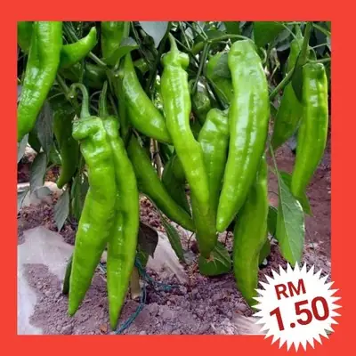Cili Besar Hijau 200 Gram