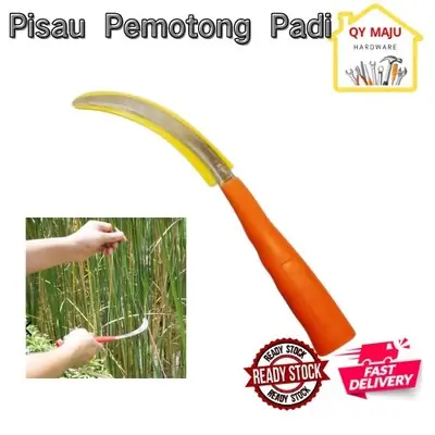 Belangkas Padi Kecil