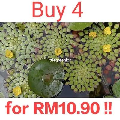Live Aquatic Plant Echinodorus Cordifolius Ready Grow Pokok Melati Air