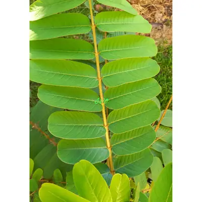 Khasiat Daun Gelenggang 25pcs