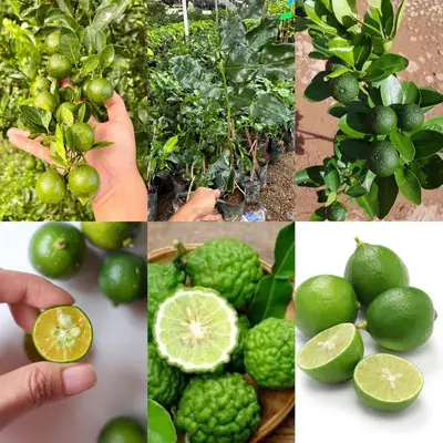 50 Limau Purut Kemenyan