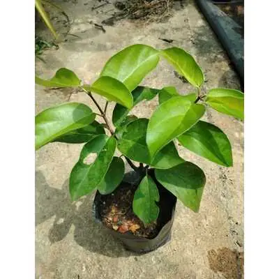 Pokok Cincau Hitam Grass Jelly Platostoma Palustre Anak Pokok Polibag