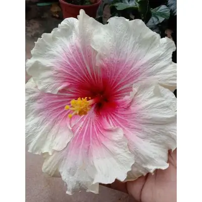 Pokok Bunga Raya Hybrid No 049 Mar Ville Black Rainbow