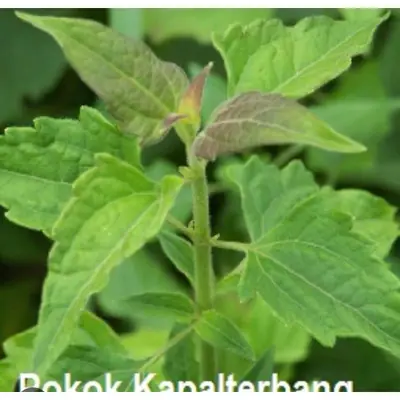 Daun Pokok Kapal Terbang
