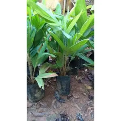 Salak Madu Pos Setiap Hari Fresh dari Pokok