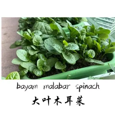 Mudah Mart 3grampack60biji Malabar Spinach Bayam Malabar