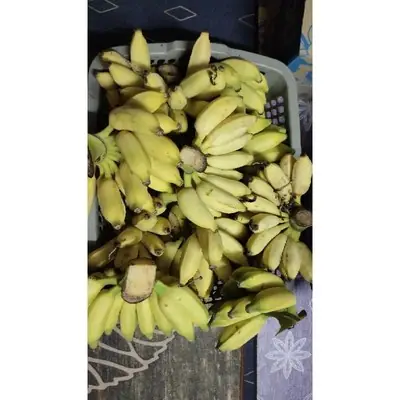 Pisang Awak Sesisir 1kg