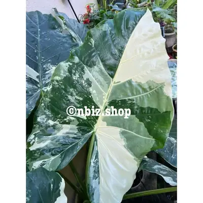 Keladi Albino Viral