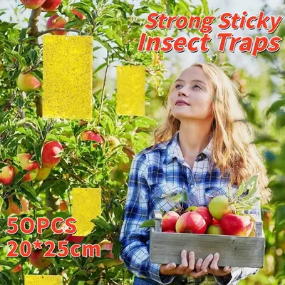 Pelekat Lalat 1pcs Fly Trap Gam Lalat Ready Stock