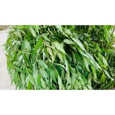 Daun Kesum Daun Kesom