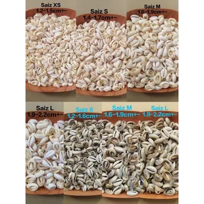 Limited Item Geliga Siput Laut Putih