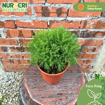 Pokok Pine Rhu Bulat