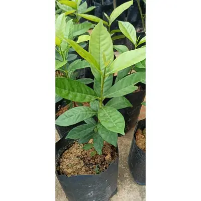 Anak Pokok Daun Salam Serai Kayu Glbr