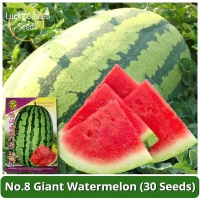 Watermelon Seeds 8424 Super Sweet W84240116181802113