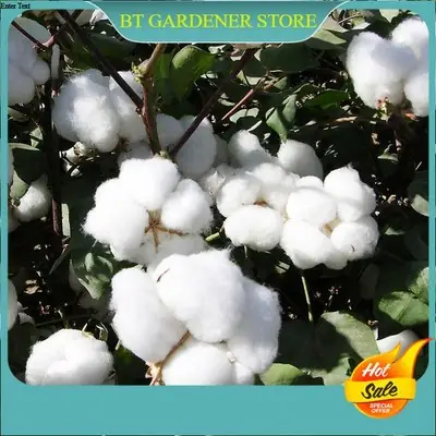 20biji Benih Pokok Kapas 20pcs Cotton Seed 20