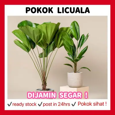 Licuala Grandis Pokok Palas Kipas Fan Palm Vanuatu Palm P150 Indoor Landscape Plant